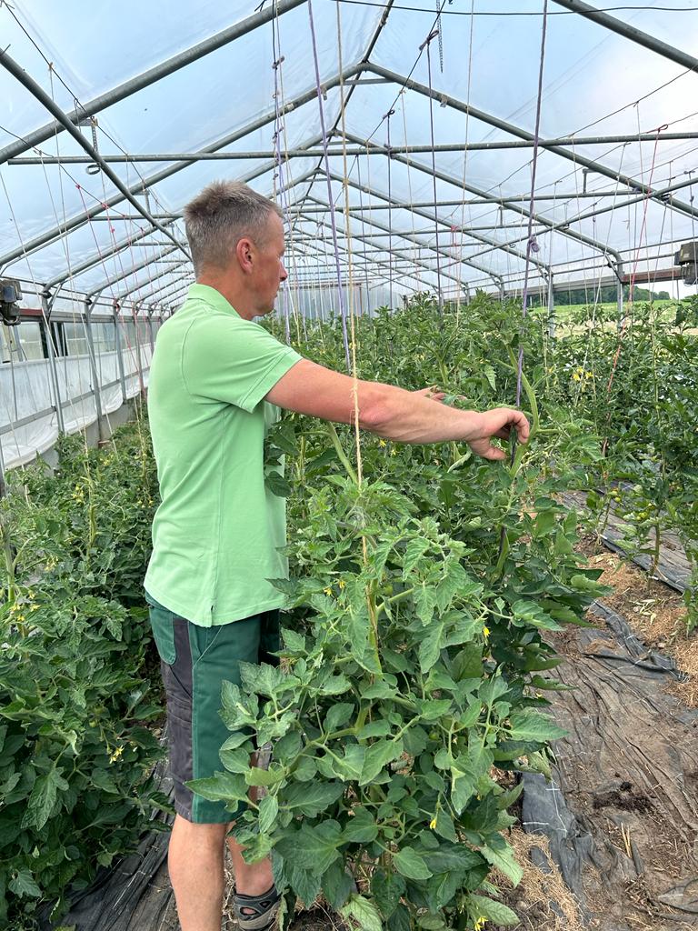 Herr Reichlmayr erklärt den Tomatenanbau